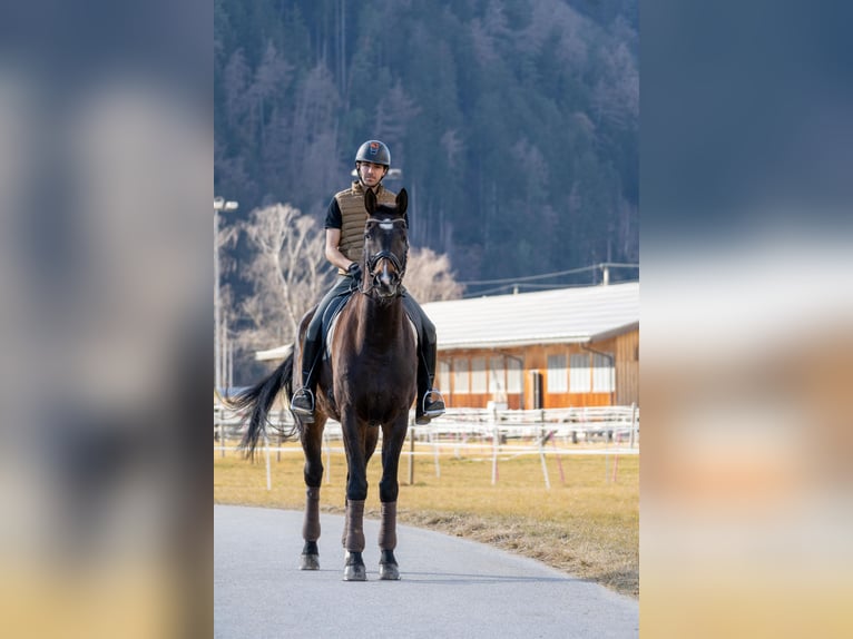 Hannoveraner Wallach 13 Jahre 183 cm Brauner in Innsbruck
