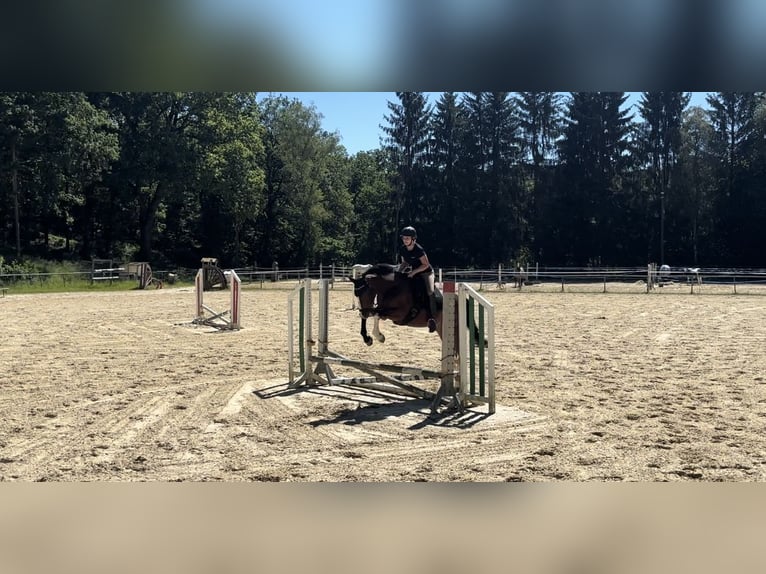 Hannoveraner Wallach 14 Jahre 160 cm Brauner in Nisterau