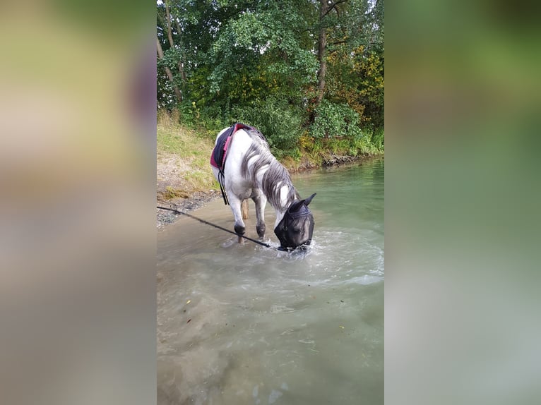 Hannoveraner Wallach 14 Jahre 162 cm Schimmel in Osterode am Harz