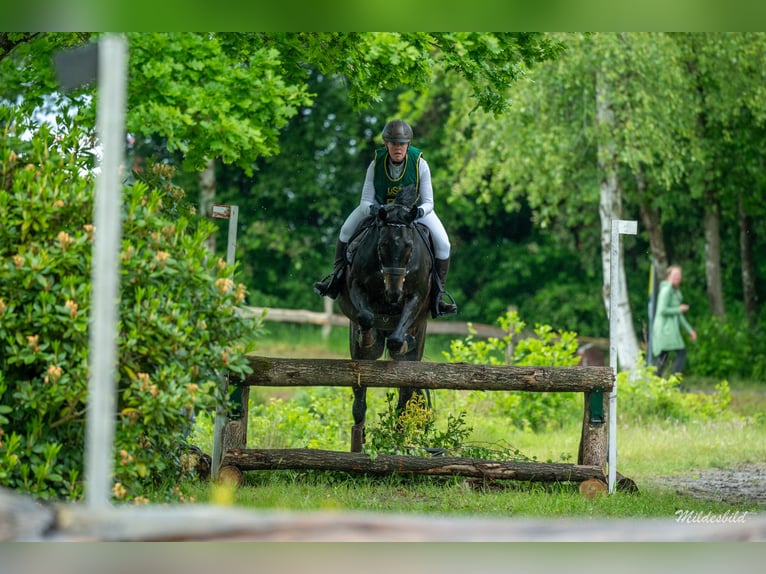 Hannoveraner Wallach 14 Jahre 163 cm Brauner in Wiefelstede