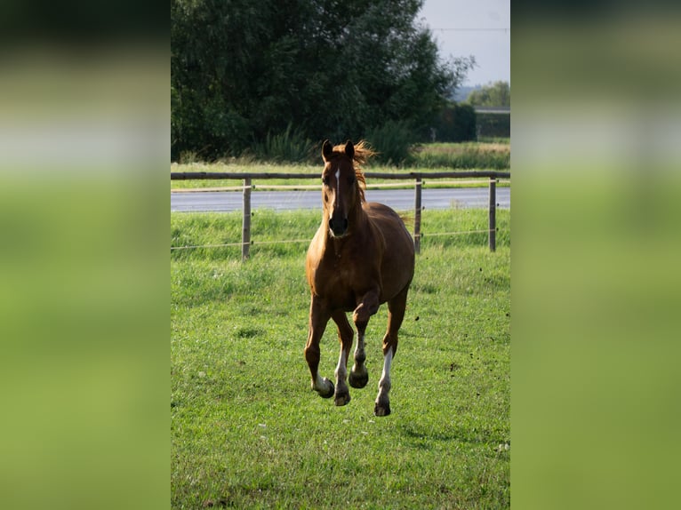 Hannoveraner Wallach 14 Jahre 164 cm Fuchs in M&#xFC;nsterhausen
