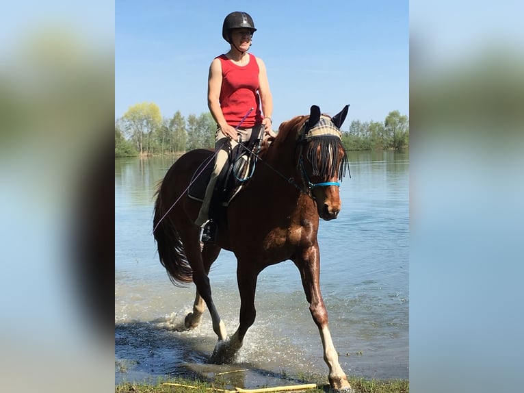 Hannoveraner Wallach 14 Jahre 164 cm Fuchs in M&#xFC;nsterhausen