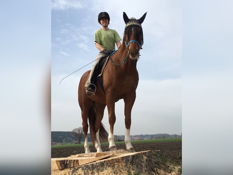 Hannoveraner Wallach 14 Jahre 164 cm Fuchs in M&#xFC;nsterhausen