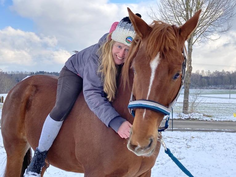 Hannoveraner Wallach 14 Jahre 164 cm Fuchs in M&#xFC;nsterhausen