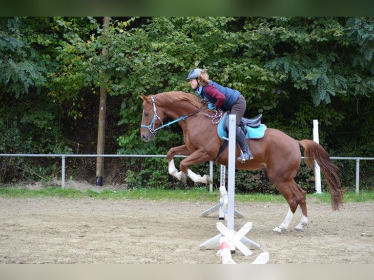 Hannoveraner Wallach 14 Jahre 164 cm Fuchs in M&#xFC;nsterhausen