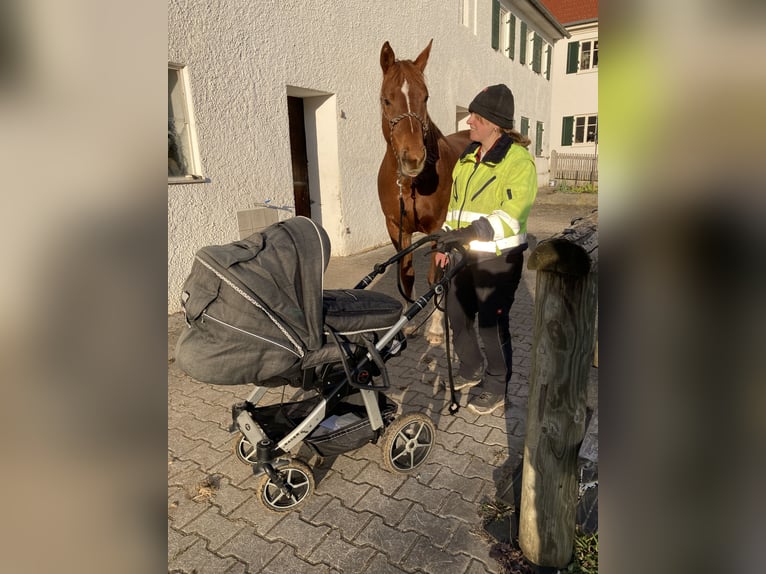 Hannoveraner Wallach 14 Jahre 164 cm Fuchs in M&#xFC;nsterhausen