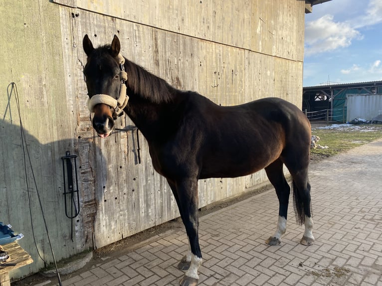 Hannoveraner Wallach 14 Jahre 165 cm Dunkelbrauner in Edemissen