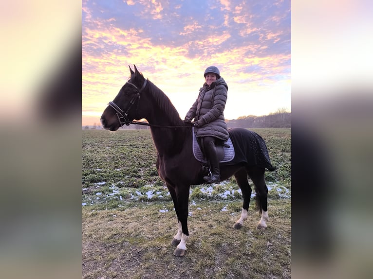 Hannoveraner Wallach 14 Jahre 165 cm Dunkelbrauner in Edemissen