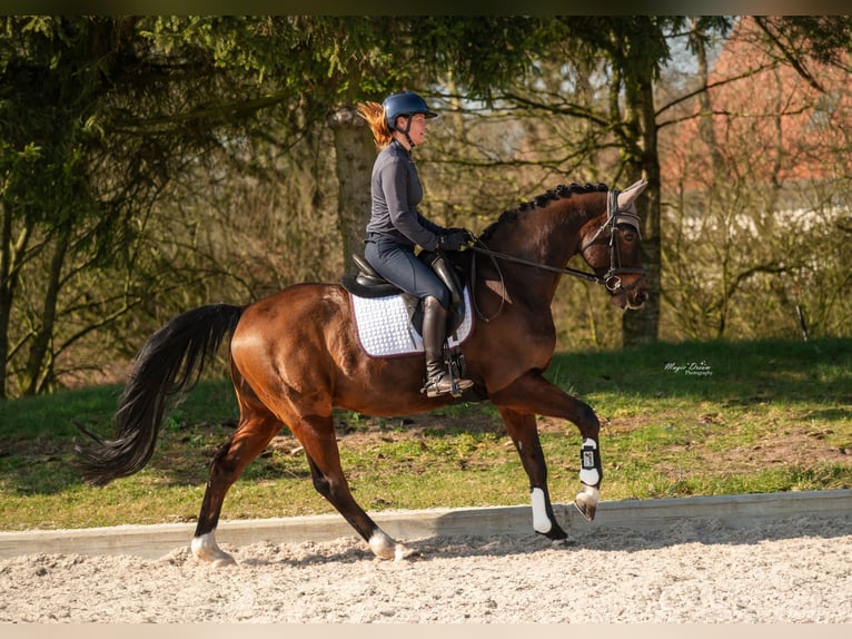Hannoveraner Wallach 14 Jahre 165 cm Dunkelbrauner in Ringe