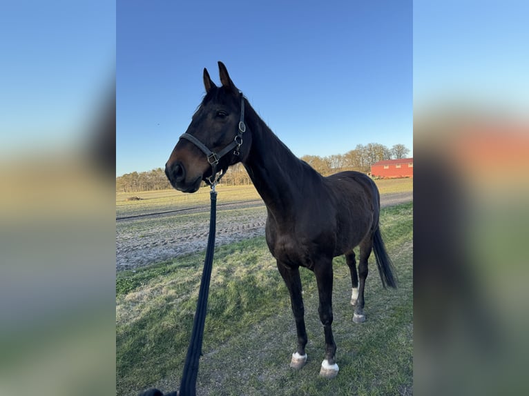 Hannoveraner Wallach 14 Jahre 165 cm Dunkelbrauner in Barver