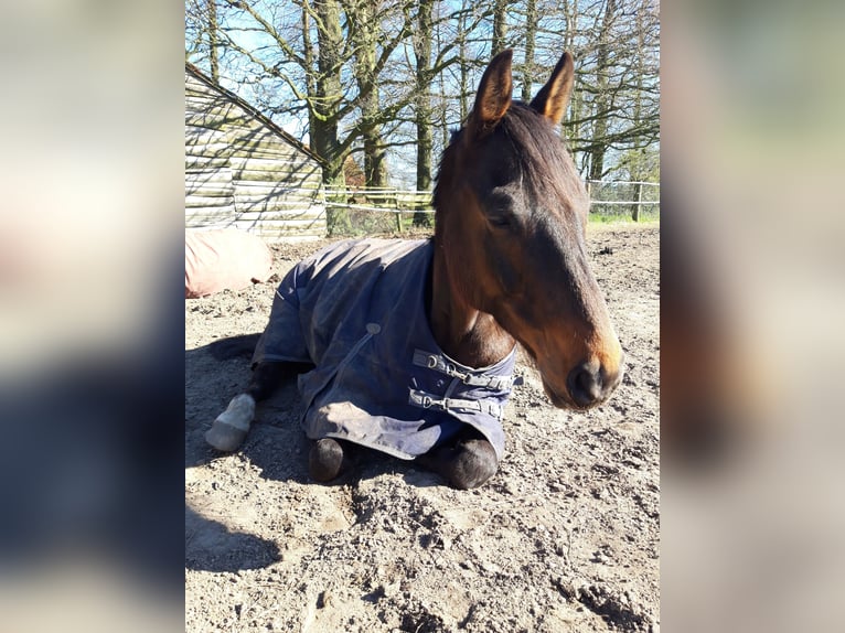 Hannoveraner Wallach 14 Jahre 165 cm Dunkelbrauner in Barver