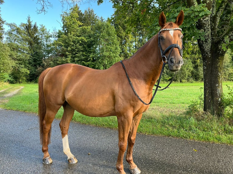 Hannoveraner Wallach 14 Jahre 165 cm Fuchs in Weilheim in Oberbayern