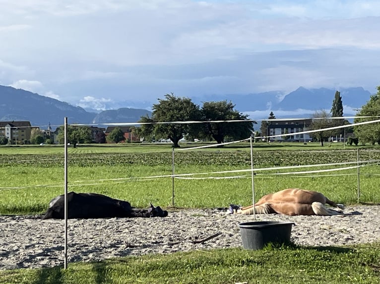 Hannoveraner Wallach 14 Jahre 165 cm Schwarzbrauner in Au