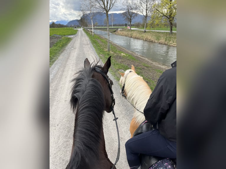 Hannoveraner Wallach 14 Jahre 165 cm Schwarzbrauner in Au