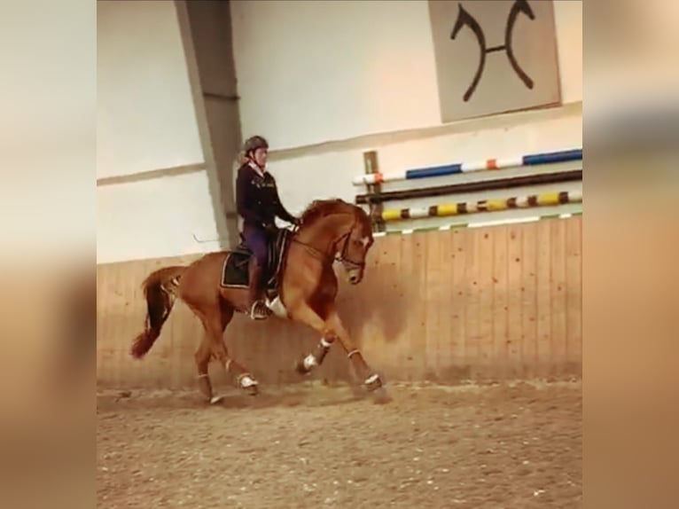 Hannoveraner Wallach 14 Jahre 166 cm Fuchs in Horstmar