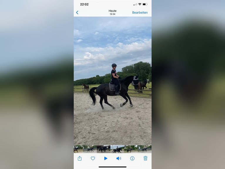 Hannoveraner Wallach 14 Jahre 166 cm Rappe in WunstorfWunstorf