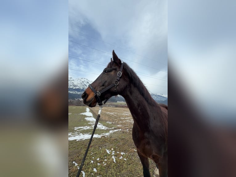 Hannoveraner Wallach 14 Jahre 168 cm Brauner in Volders