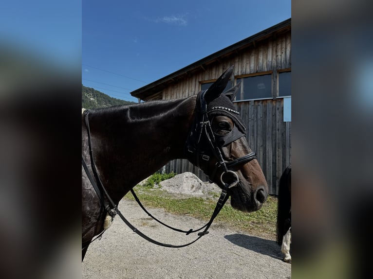 Hannoveraner Wallach 14 Jahre 168 cm Brauner in Volders