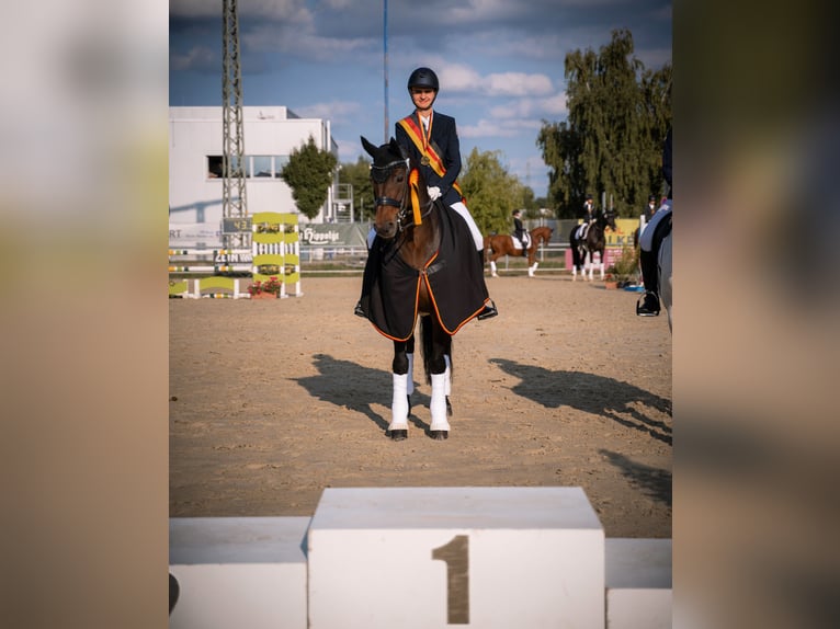 Hannoveraner Wallach 14 Jahre 168 cm Dunkelbrauner in Maxdorf