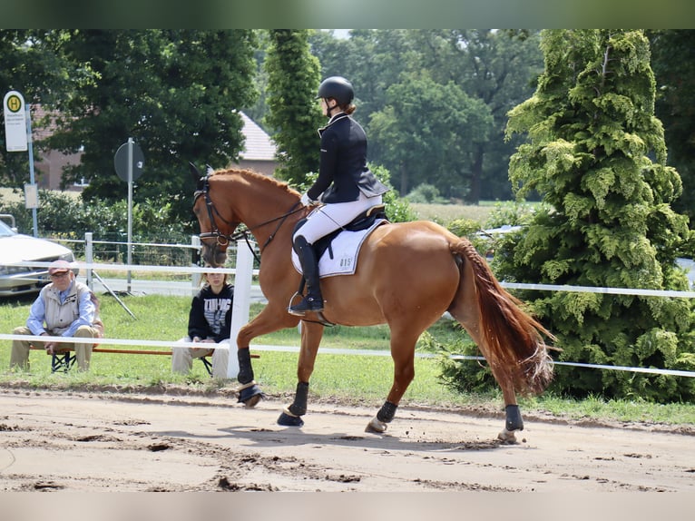 Hannoveraner Wallach 14 Jahre 168 cm Fuchs in Petershagen