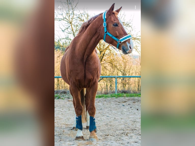Hannoveraner Wallach 14 Jahre 168 cm Fuchs in Osburg
