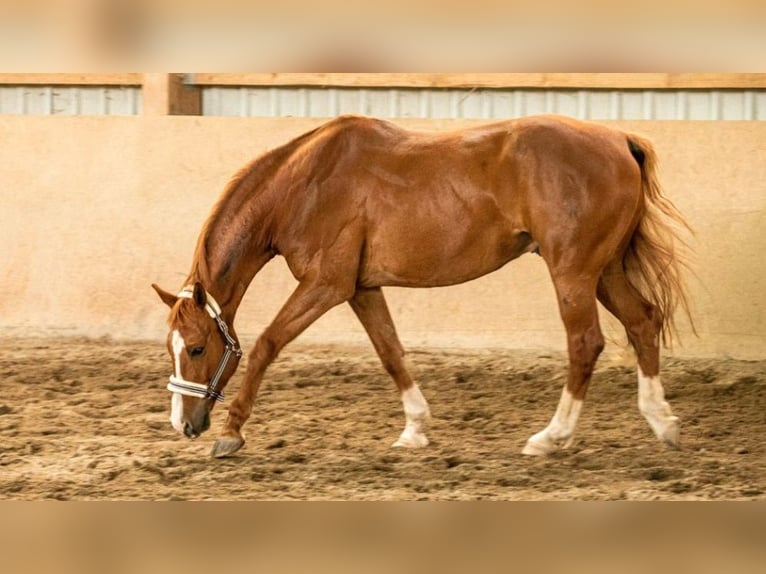 Hannoveraner Wallach 14 Jahre 168 cm Fuchs in Osburg