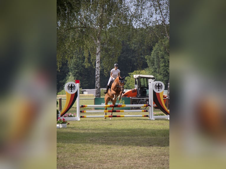 Hannoveraner Wallach 14 Jahre 168 cm Fuchs in Petershagen
