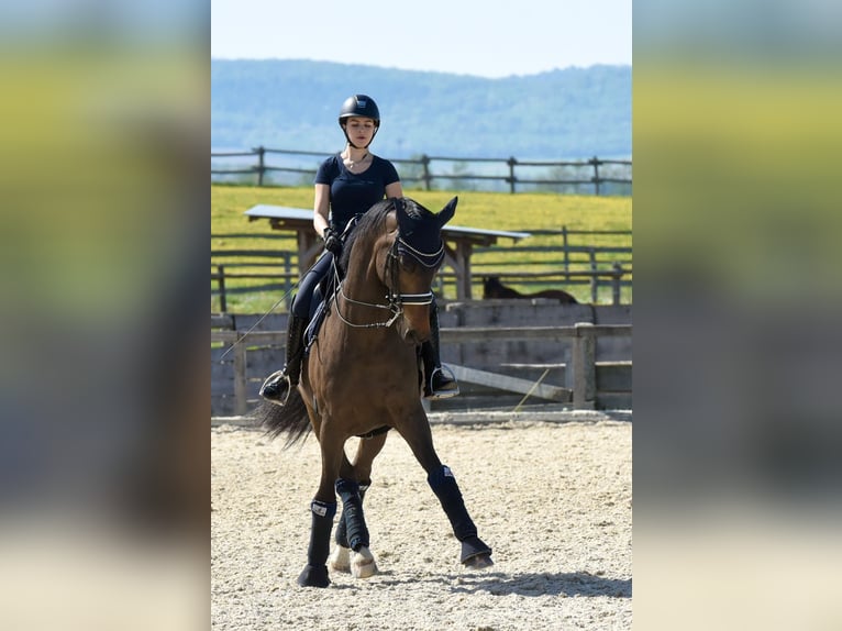 Hannoveraner Wallach 14 Jahre 169 cm Dunkelbrauner in Leithaprodersdorf