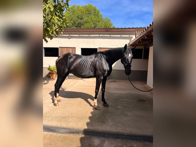 Hannoveraner Wallach 14 Jahre 169 cm Rappe in PERATALLADA