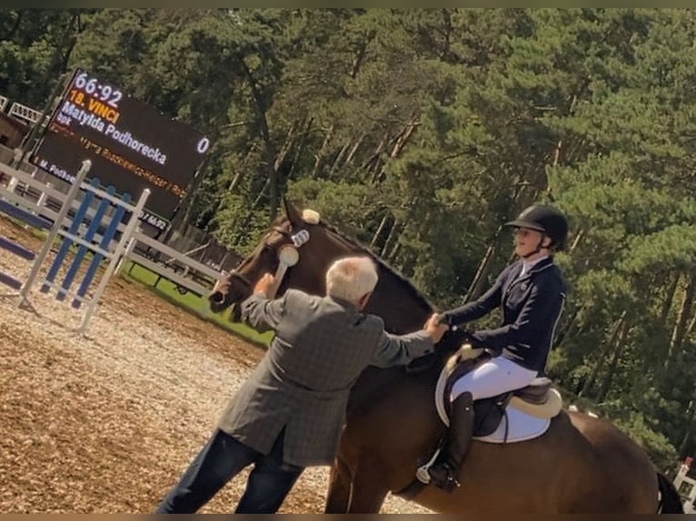 Hannoveraner Wallach 14 Jahre 169 cm Rotbrauner in Poznań