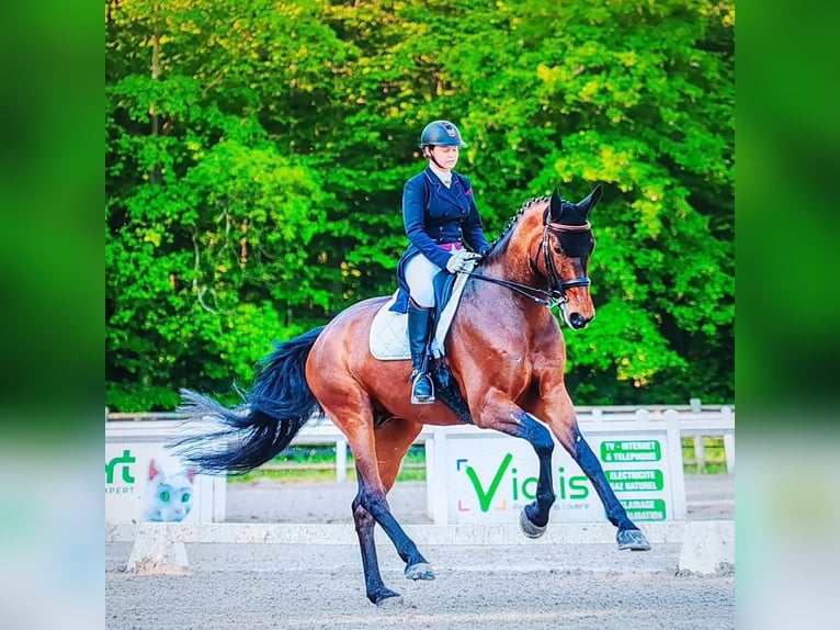 Hannoveraner Wallach 14 Jahre 170 cm Dunkelbrauner in Salmbach