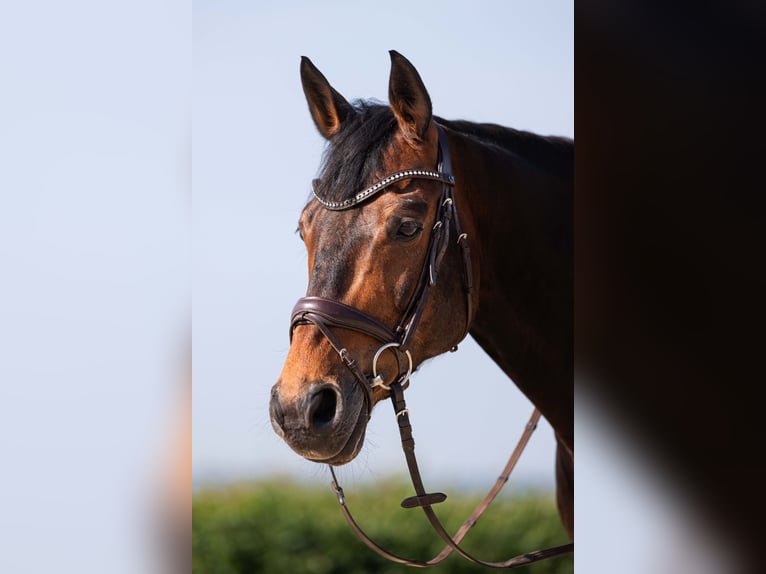 Hannoveraner Wallach 14 Jahre 170 cm Dunkelbrauner in Rheinbach