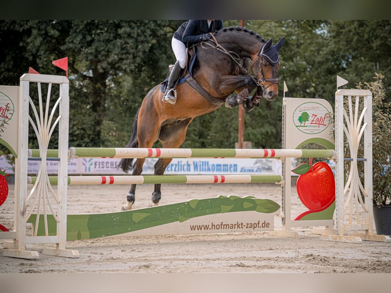 Hannoveraner Wallach 14 Jahre 170 cm Dunkelbrauner in Rheinbach