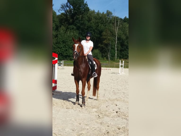 Hannoveraner Wallach 14 Jahre 170 cm Fuchs in Bad Laasphe