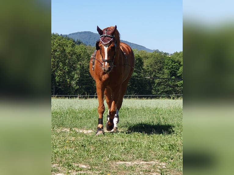 Hannoveraner Wallach 14 Jahre 170 cm Fuchs in Bad Laasphe