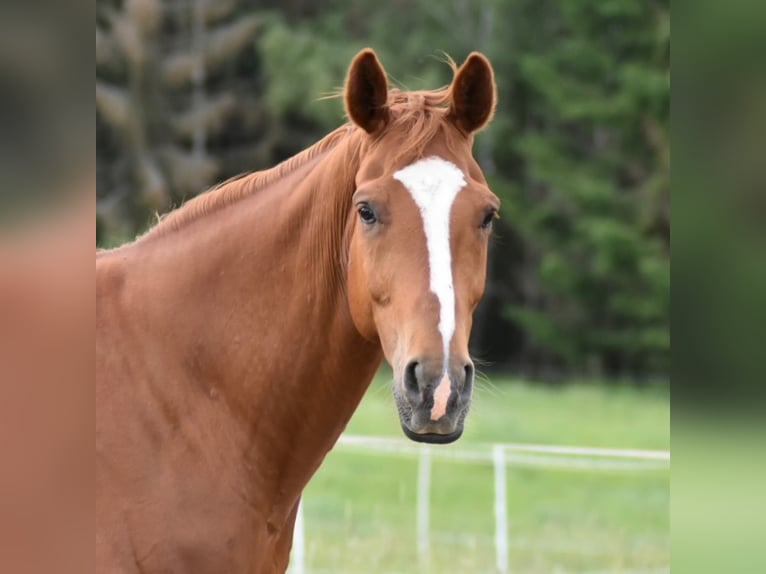 Hannoveraner Wallach 14 Jahre 170 cm Fuchs in Bad Laasphe