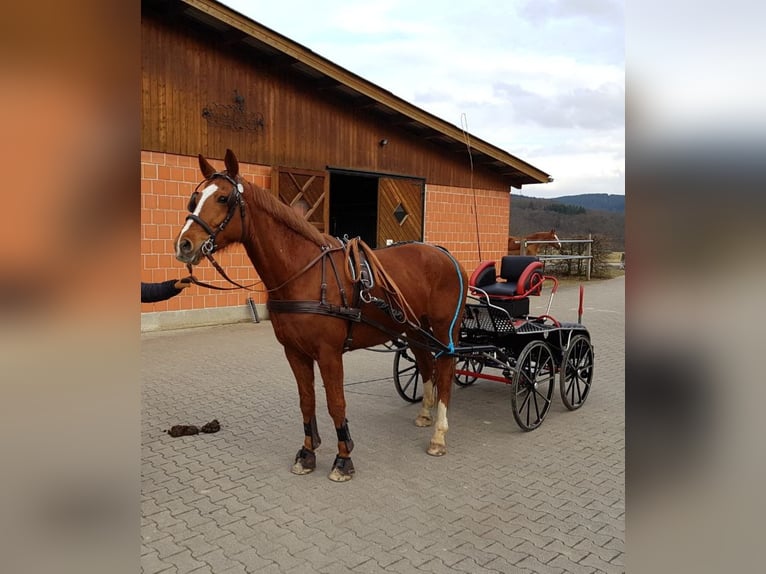Hannoveraner Wallach 14 Jahre 170 cm Fuchs in Bad Laasphe