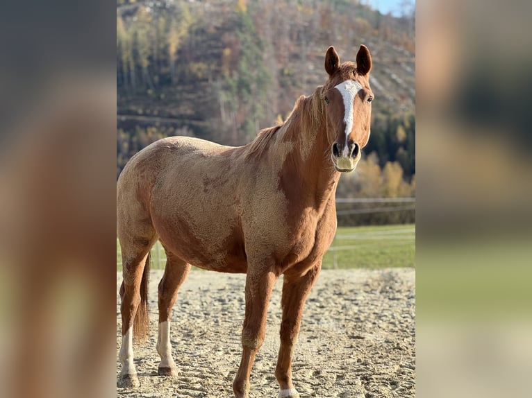 Hannoveraner Wallach 14 Jahre 170 cm Fuchs in Bad Laasphe