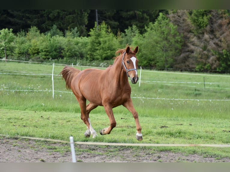 Hannoveraner Wallach 14 Jahre 170 cm Fuchs in Bad Laasphe