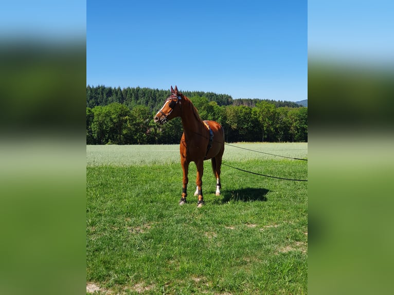 Hannoveraner Wallach 14 Jahre 170 cm Fuchs in Bad Laasphe