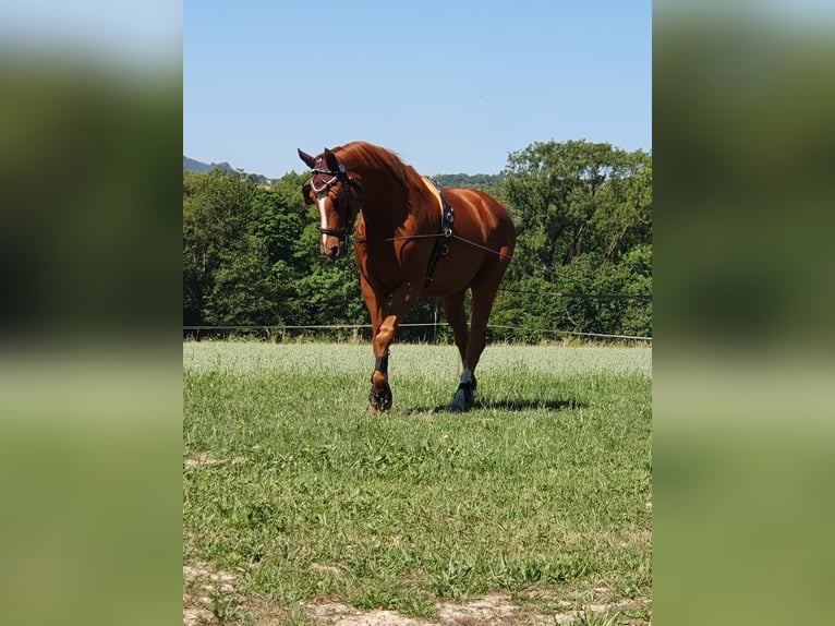 Hannoveraner Wallach 14 Jahre 170 cm Fuchs in Bad Laasphe