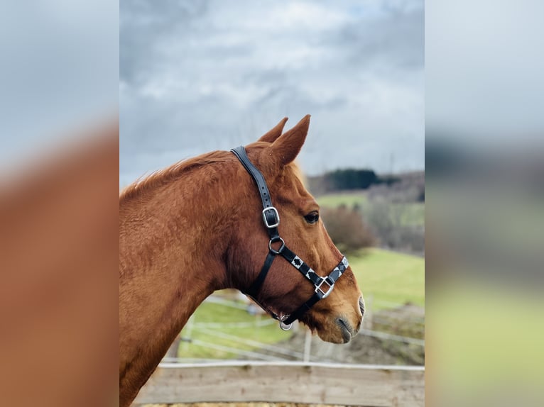 Hannoveraner Wallach 14 Jahre 170 cm Fuchs in Bad Laasphe