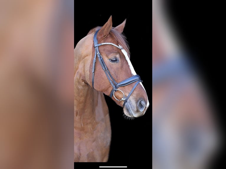Hannoveraner Wallach 14 Jahre 170 cm Fuchs in Lindlar