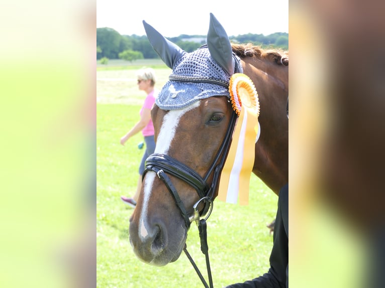 Hannoveraner Wallach 14 Jahre 170 cm Fuchs in Lindlar