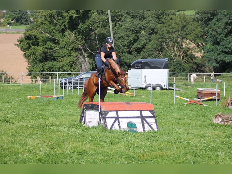 Hannoveraner Wallach 14 Jahre 170 cm Fuchs in K&#xF6;ln