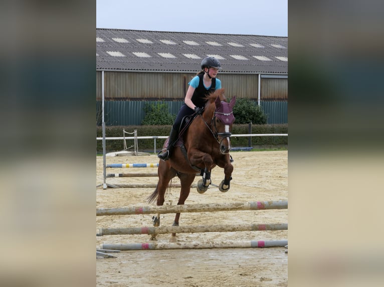Hannoveraner Wallach 14 Jahre 170 cm Fuchs in Lindlar