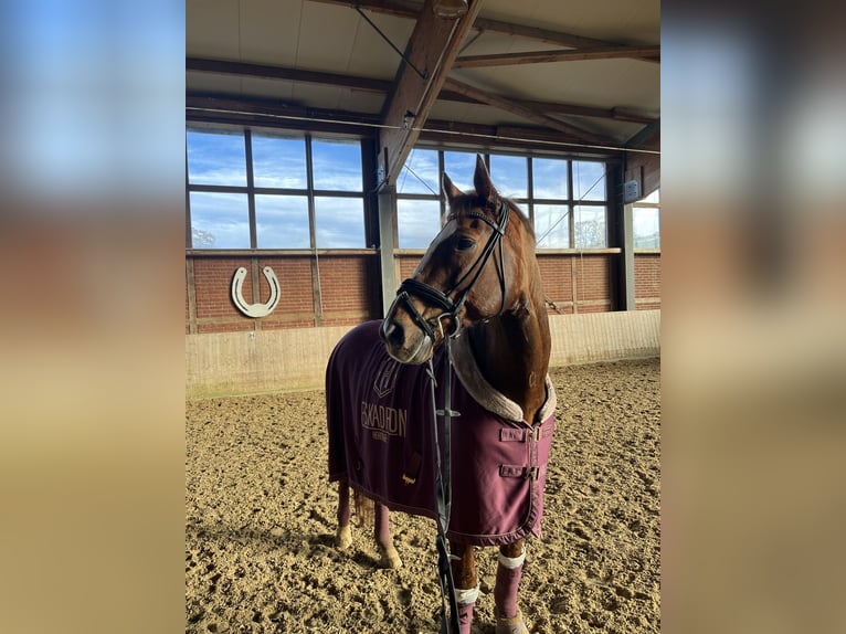 Hannoveraner Wallach 14 Jahre 170 cm Fuchs in Lindlar