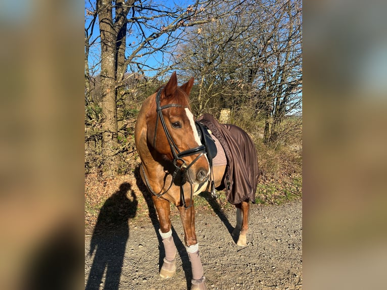 Hannoveraner Wallach 14 Jahre 170 cm Fuchs in Lindlar