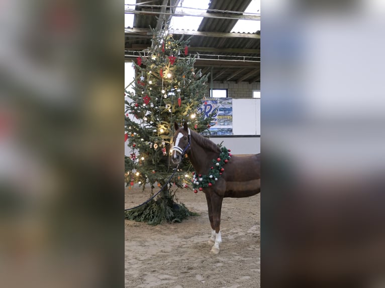 Hannoveraner Wallach 14 Jahre 170 cm Fuchs in Lindlar