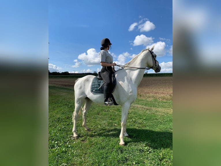 Hannoveraner Wallach 14 Jahre 170 cm Schimmel in Rehau